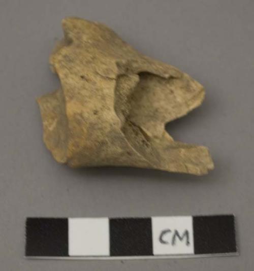 Faunal remains, odocoileus, white tailed deer, radius, left side