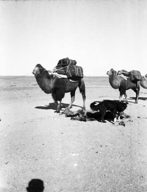 Suyi the dog at the body of a dead camel