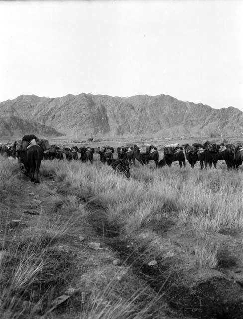 Camels at White Poplar River