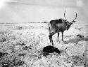 Female reindeer with newborn fawn