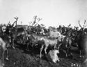 Reindeer herd in summer