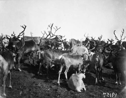 Reindeer herd in summer