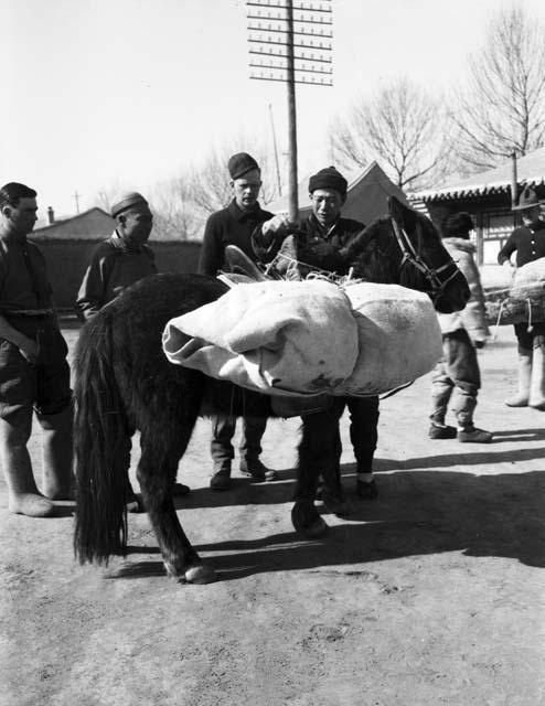 Loading pack pony, telephone pole and buildings in background