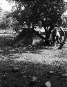 Tent at Usutu under tree