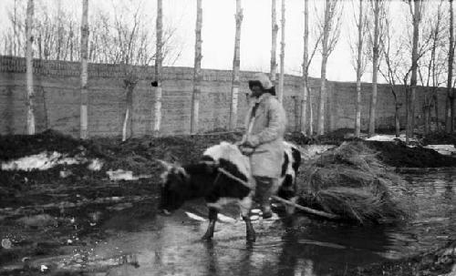 Sledge in flooded street, man on an ox dragging bundles of grass