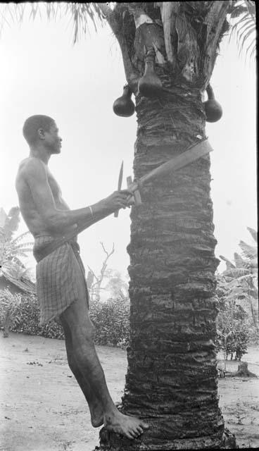 Man climbing palm tree using band wrapped around tree and self