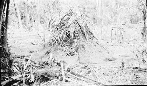 Termite Nest in woods