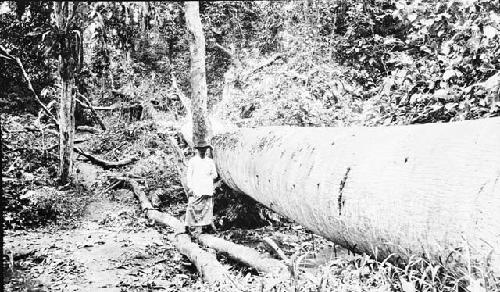 Man standing by wet season and dry season bridges