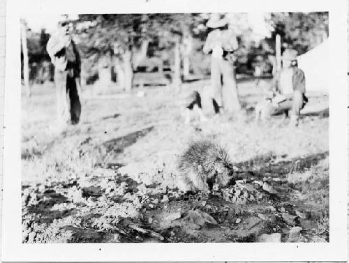 Photo of Porcupine. Blake, Black, with dogs, in background