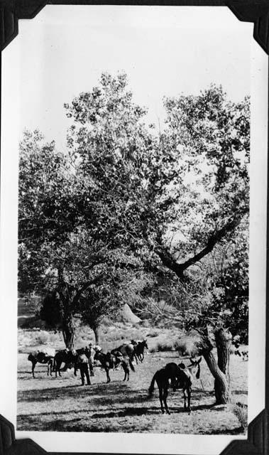 From Jeffry's Ranch we crossed the head of Willow and Last Chance Creeks