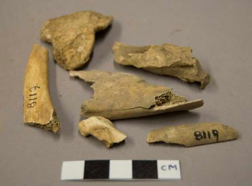 Animal bone fragments, one with gnaw marks