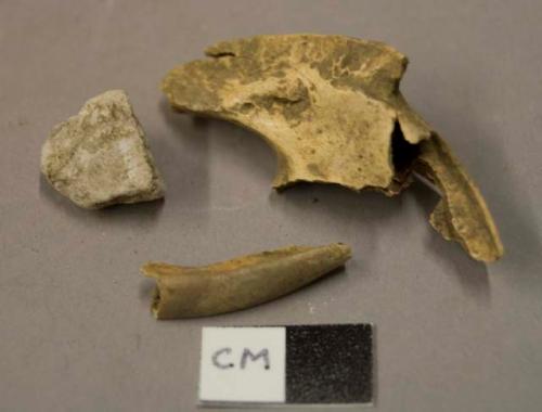 Animal bone, jaw fragment; animal tooth fragment; mortar fragment