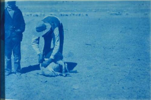 Man shearing sheep