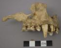 Jaw bone with teeth