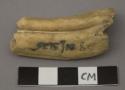 Faunal remains, bison, molar