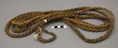 Native rope. Lupote