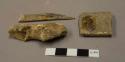 Bone, turtle scute, deer ulna, unknown rib fragment