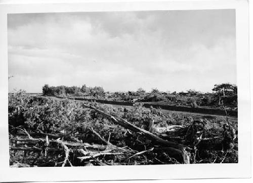 Photo of Only clump of trees remaining near site 13