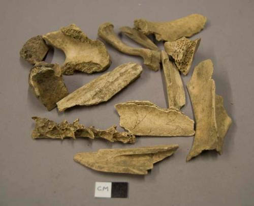 Animal bone fragments, including bird bone and fish bone fragments