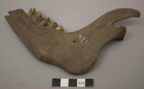 Lower jaws of calf