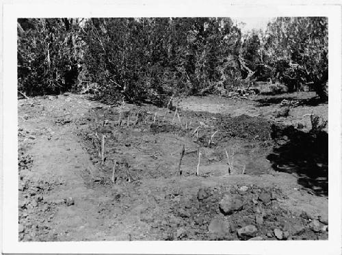 Photo of Room A, sticks marking posts