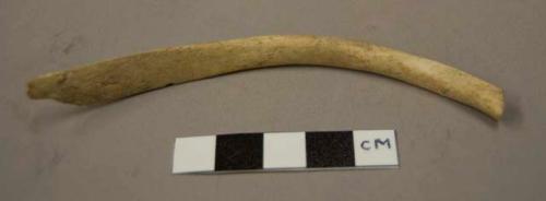 Animal bone, rib fragment