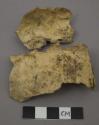 Cranium fragments