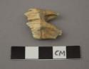 Faunal remains, odocoileus, white tailed deer, molar