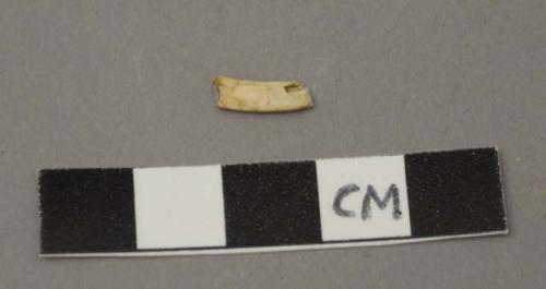 Faunal remain, lagamorph (rabbit), tooth, premolar