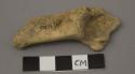 Faunal remain, Artiodactyla, (even toed ungulate),, calcaneous, right side