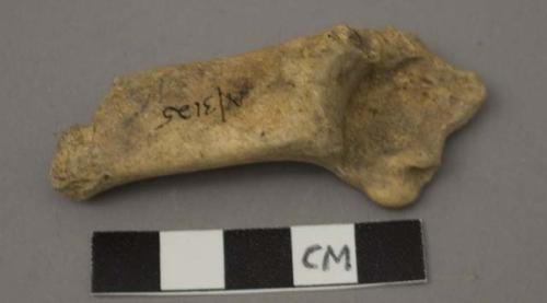 Faunal remain, Artiodactyla, (even toed ungulate),, calcaneous, right side
