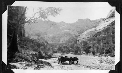 Mules-looking up Barrier Canyon.