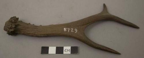 Antler of Roebuck