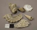 Organic, shells, faunal remains - fossilized