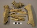 Deer and racoon bones