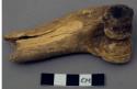 Faunal remain, Cervid (hoofed mammal), humerus, left