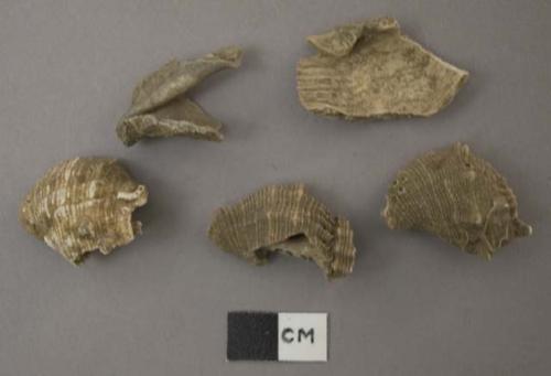 Thais Kiosquifornis shells (Duclos)