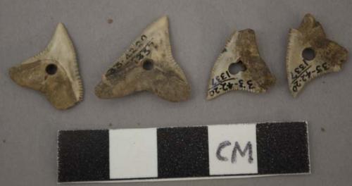 Shark's teeth, utilized bone