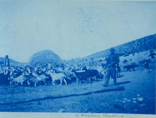 Mexicans threshing wheat