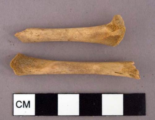 Faunal bone