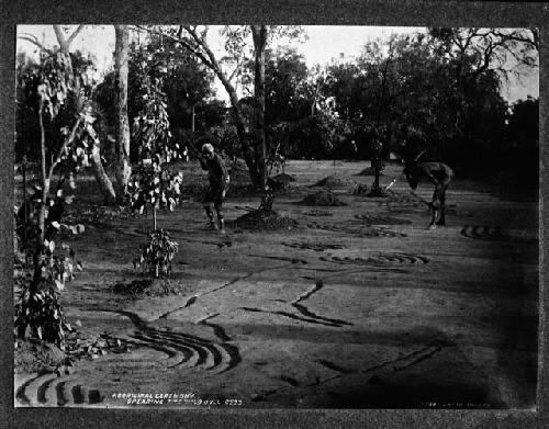 Aboriginal ceremony, spearing the wild bull