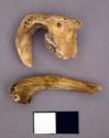 Faunal bone