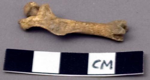 Faunal remain, Ondatra zibrthicus (muskrat), Femur, left side