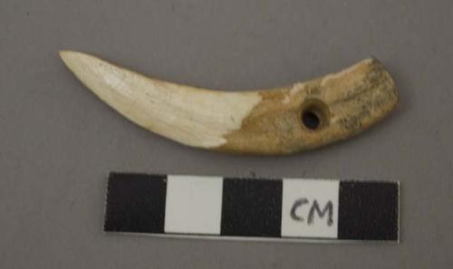 Tooth, with hole at one end