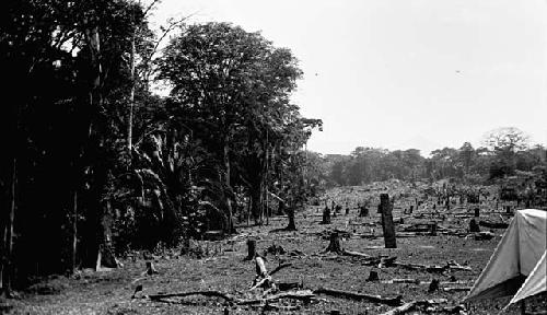 East side of great plaza from north end, showing vegetation