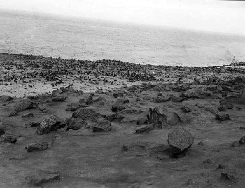 Seal rookery