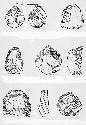 Drawing of stone artifacts from "Revista Mexicana de Estudios Anthropologico"