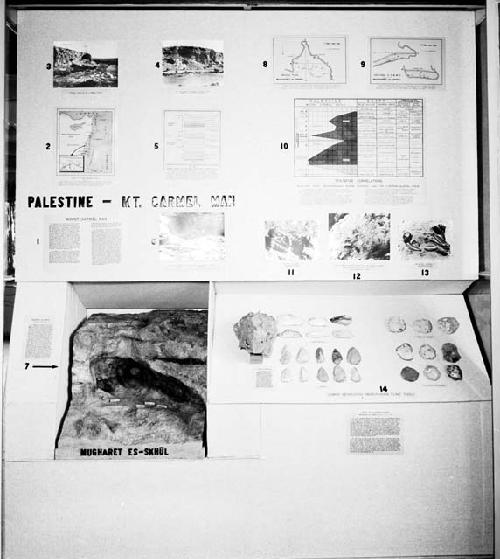 Chart, model of Mugharet-es-skhul, and lower Levalloiso in cases 12-13, room 51