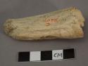 Manati ribs, fragment