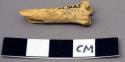 Faunal remain, Lepus (jackrabbit), tibia, right